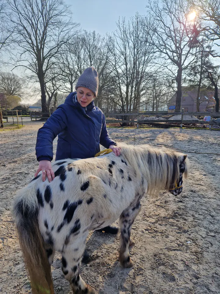 Caro massiert ein geschecktes Pony auf dem Paddock in der Wintersonne