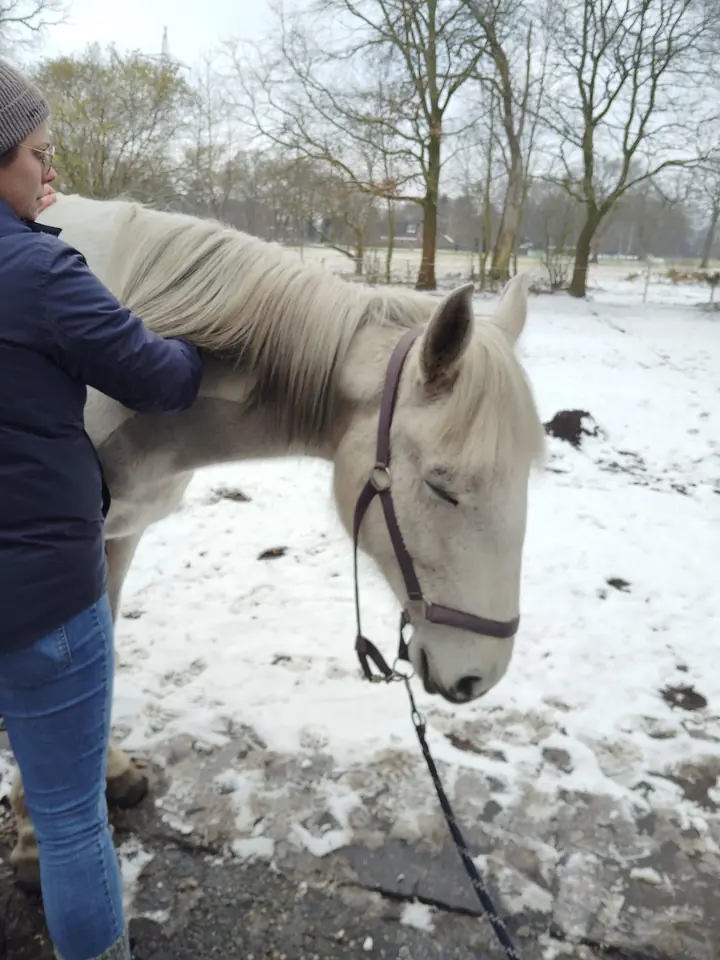 Caro behandelt den Rücken eines hellen Pferdes auf einer verschneiten Koppel