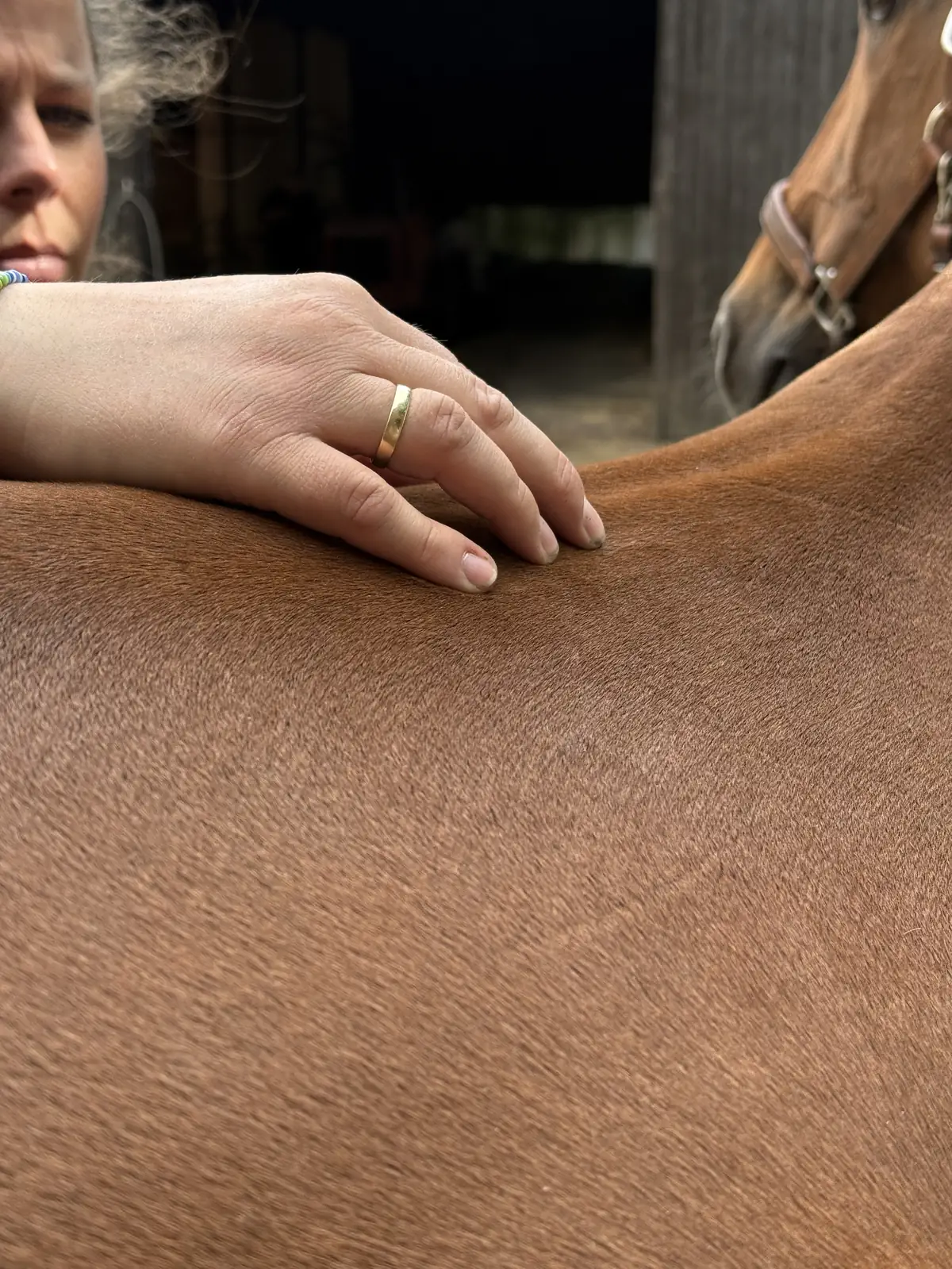Behandelnde Hand auf dem Rücken eines Pferdes