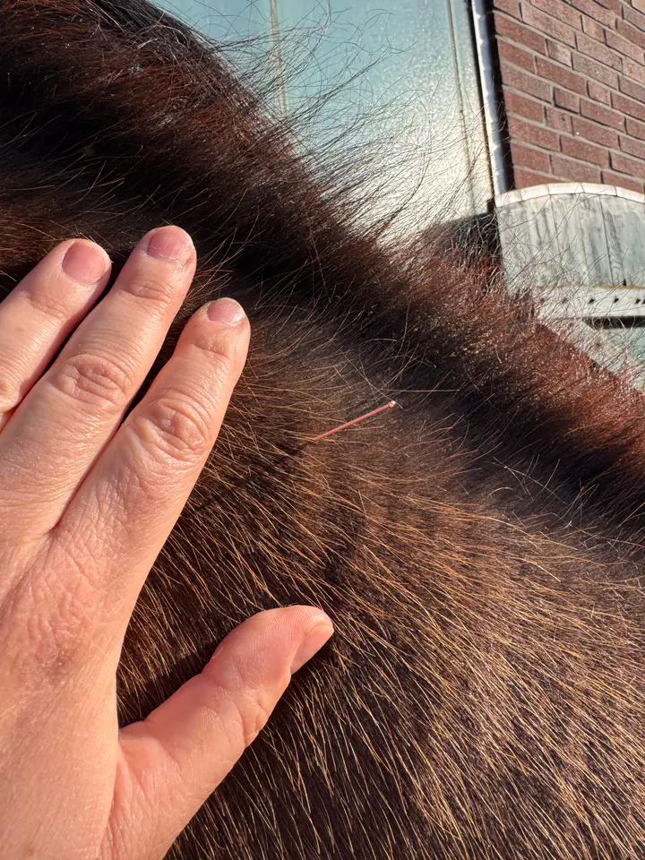 Eine Nadel steckt beim Dry Needling in der Halsmuskulatur eines dunklen Pferdes