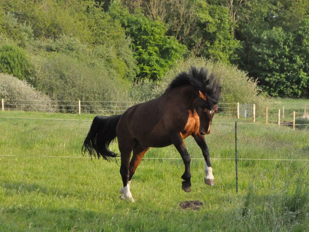 Pferd galoppiert ausgelassen über eine eingezäunte Koppel