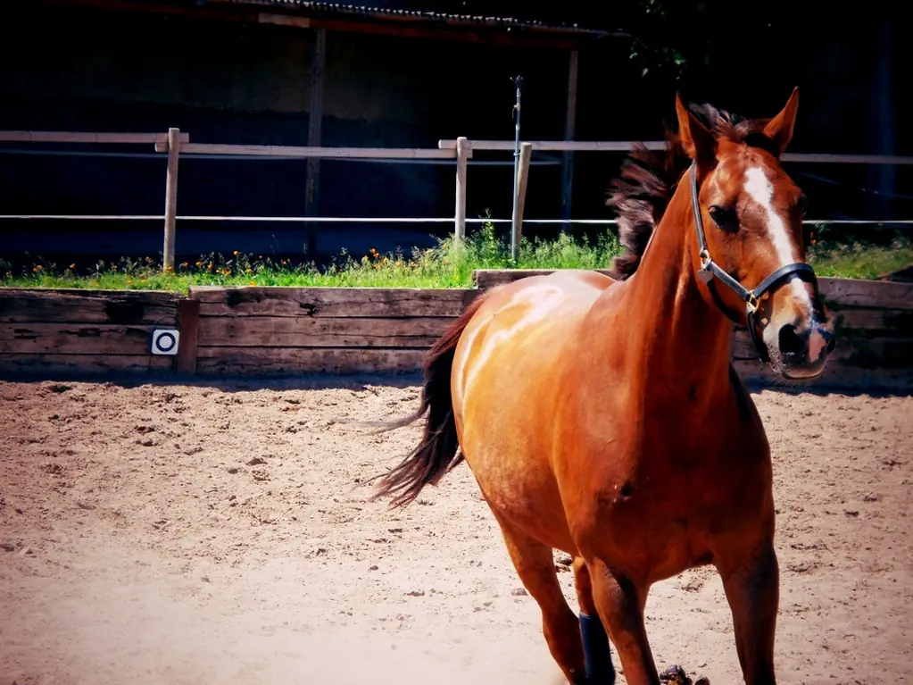 Pferd in Bewegung auf dem Reitplatz